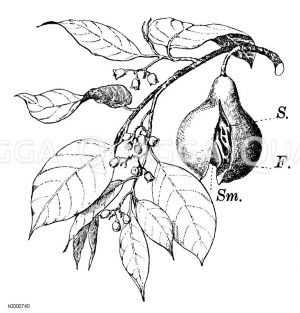 Muskatnussbaum: Blühender Zweig mit reifer Frucht