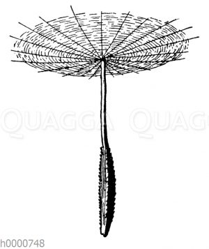 Wiesenbocksbart: Frucht [Digital]