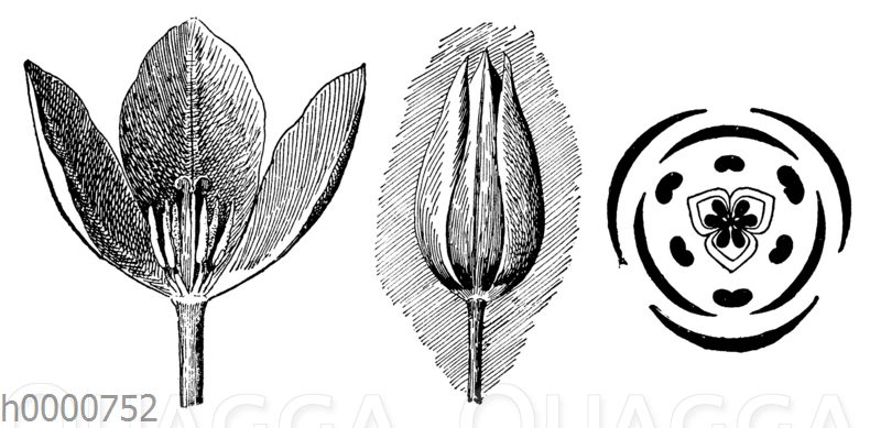 Tulpenblüte, links: mit halber Blütenhülle, mitte: schlafende Blüte, rechts: Blütengrundriss [Digital]