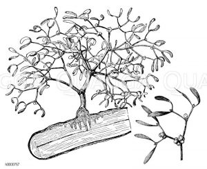 Santalaceae - Sandelholzgewächse