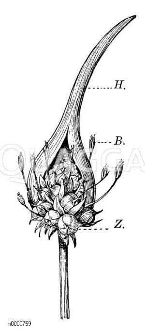 Knoblauch