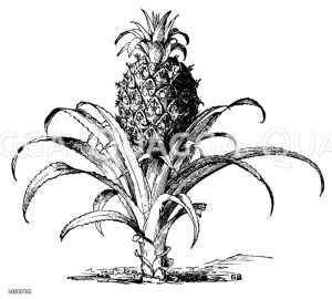 Ananas