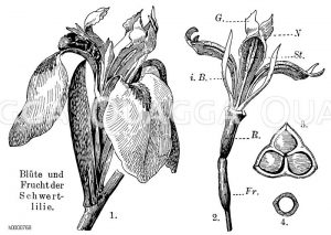 Schwertlilie: 1. von Hummel besuchte Blüte mit Hüllblättern und Lablatt
