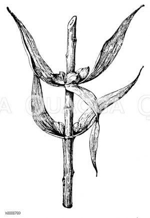Feuerlilie: Stück des Stengels