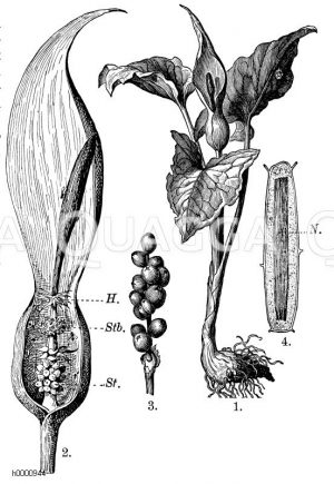 Araceae - Aronstabgewächse