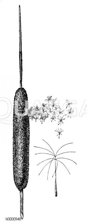 Typhaceae - Rohrkolbengewächse