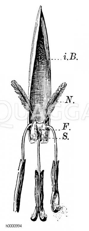 Roggenblüte von aussen