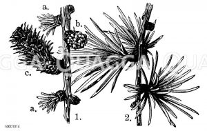 Lärche: 1. Zweig