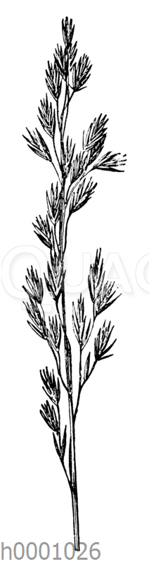 Wiesenschwingel [Digital]