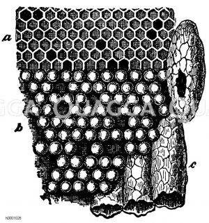 Bienenwabe Zeichnung/Illustration