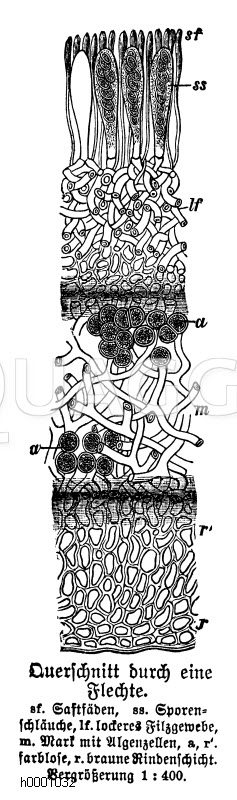 Flechte: Querschnitt Zeichnung/Illustration