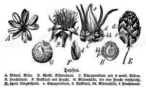 Hopfen Zeichnung/Illustration