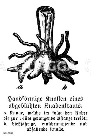 Knabenkraut: Knollen Zeichnung/Illustration