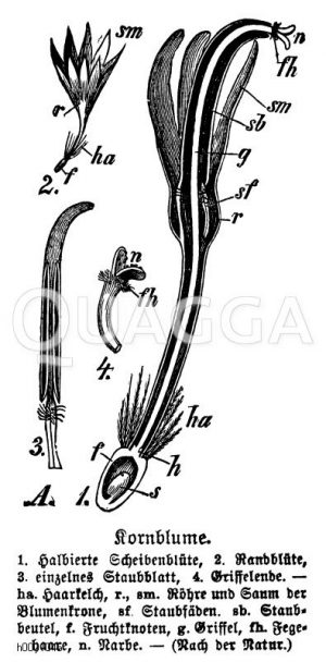 Kornblume: Einzelblüte Zeichnung/Illustration