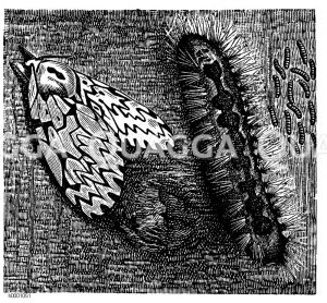 Nonne Zeichnung/Illustration