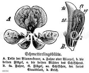Schmetterlingsblüte Zeichnung/Illustration