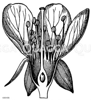 Süßkirsche: Blüte Zeichnung/Illustration
