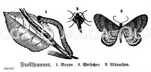 Frostspanner Zeichnung/Illustration