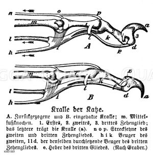 Hauskatze: Krallen Zeichnung/Illustration