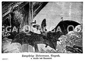 Langohrige Fledermaus Zeichnung/Illustration