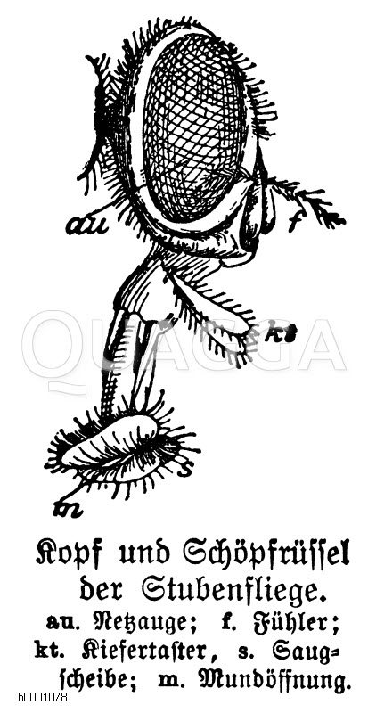 Stubenfliege: Kopf und Rüssel Zeichnung/Illustration