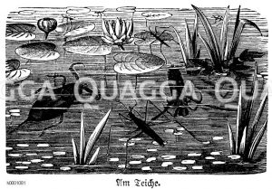 Wasserläufer u.a. am Teich Zeichnung/Illustration