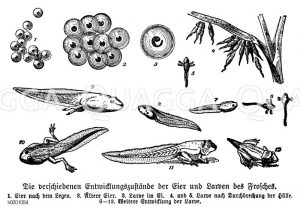 Frosch: Entwicklungsstadien Zeichnung/Illustration