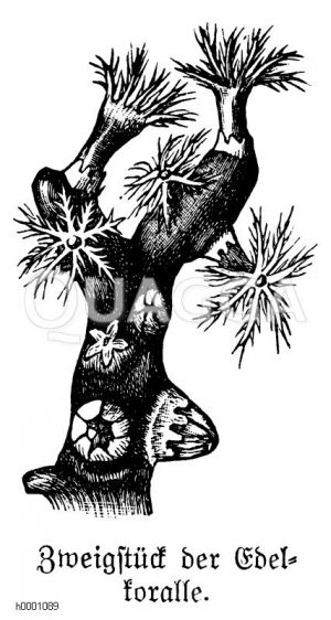 Edelkoralle Zeichnung/Illustration