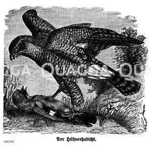 Hühnerhabicht Zeichnung/Illustration