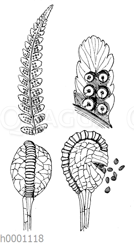 Wurmfarn: Fiederblttchen und Sporenkapsel -