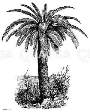 Palmfarn Zeichnung/Illustration