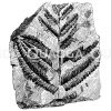 Fossiler Farn