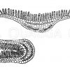 Frauenhaarfarn Zeichnung/Illustration