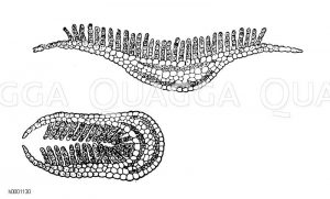 Frauenhaarfarn Zeichnung/Illustration