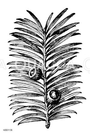 Taxaceae - Eibengewächse