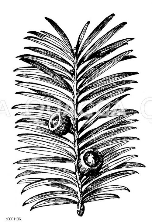Taxaceae Eibengew??chse Bildkategorie Quagga Illustrations