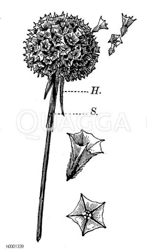 Plumbaginaceae - Bleiwurzgewächse