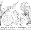 Blattformen Zeichnung/Illustration