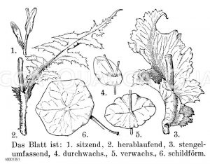 Blattformen Zeichnung/Illustration