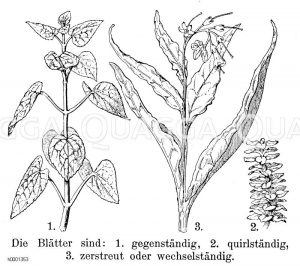 Blattformen Zeichnung/Illustration