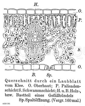 Blattquerschnitt vom Klee Zeichnung/Illustration