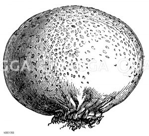 Eierbovist Zeichnung/Illustration