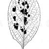 Schorfkrankes Blatt des Birnbaums Zeichnung/Illustration