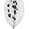 Schorfkrankes Blatt des Birnbaums Zeichnung/Illustration
