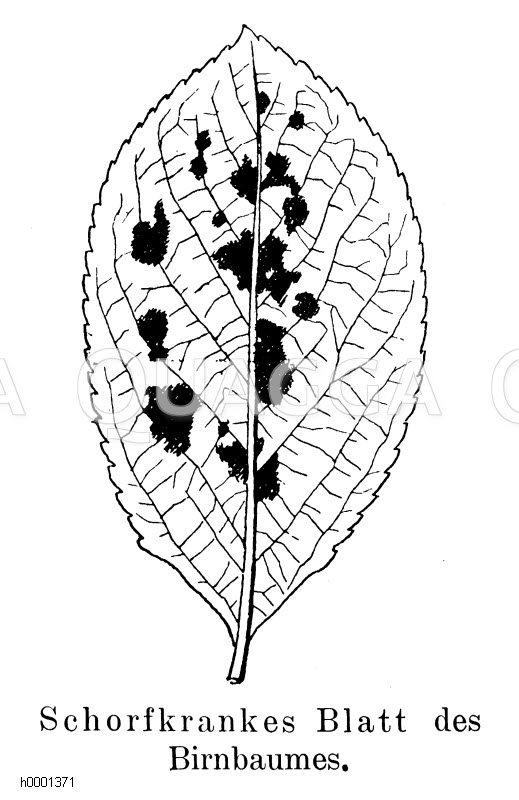 Schorfkrankes Blatt des Birnbaums Zeichnung/Illustration