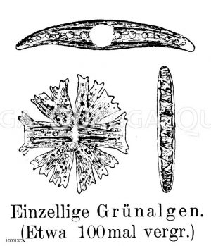 Einzellige Grünalgen Zeichnung/Illustration