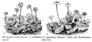 Brunnenlebermoos Zeichnung/Illustration