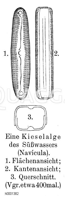 Kieselalge Zeichnung/Illustration