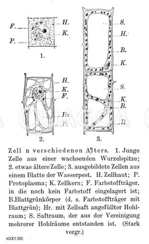 Pflanzenzellen verschiedenen Alters Zeichnung/Illustration
