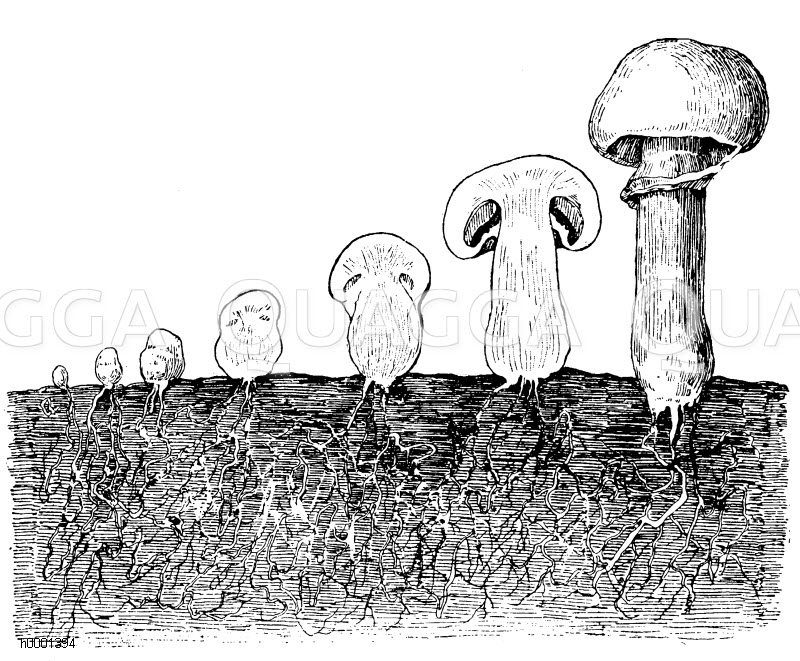 Champignon: Entwicklung Zeichnung/Illustration